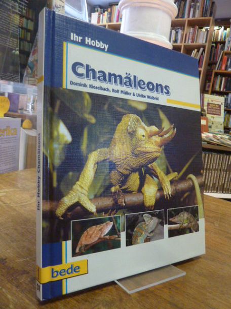 Kieselbach, Chamäleons, Kieselbach, Chamäleons,